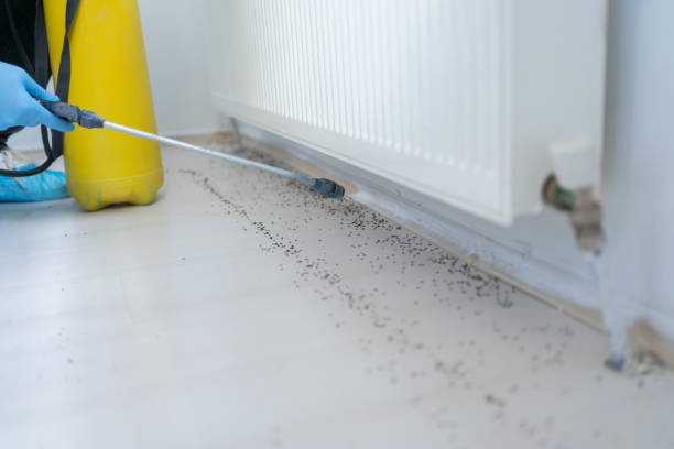 Best Wasp Removal Services  in Sandusky, OH